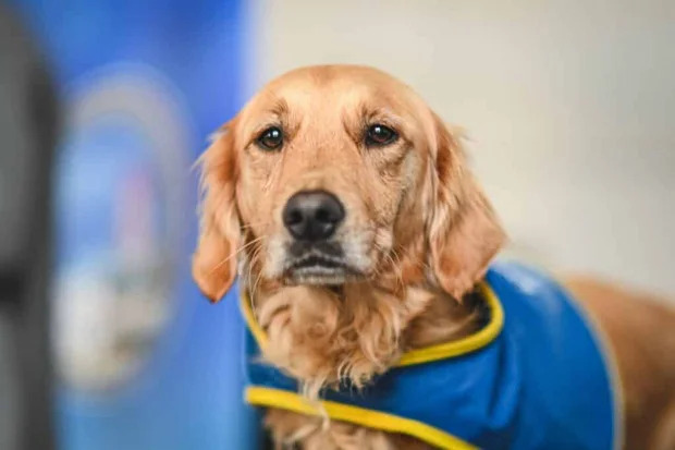Un chien d'assistance judiciaire formé par Handi'chiens intervenant auprès de témoins ou victimes de violences, tout au long de la procédure judiciaire, des premières auditions avec les forces de police à celles avec les magistrats au tribunal.