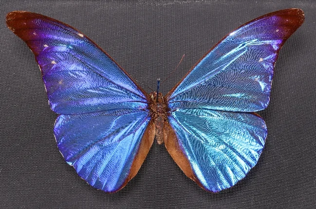 Image décorative