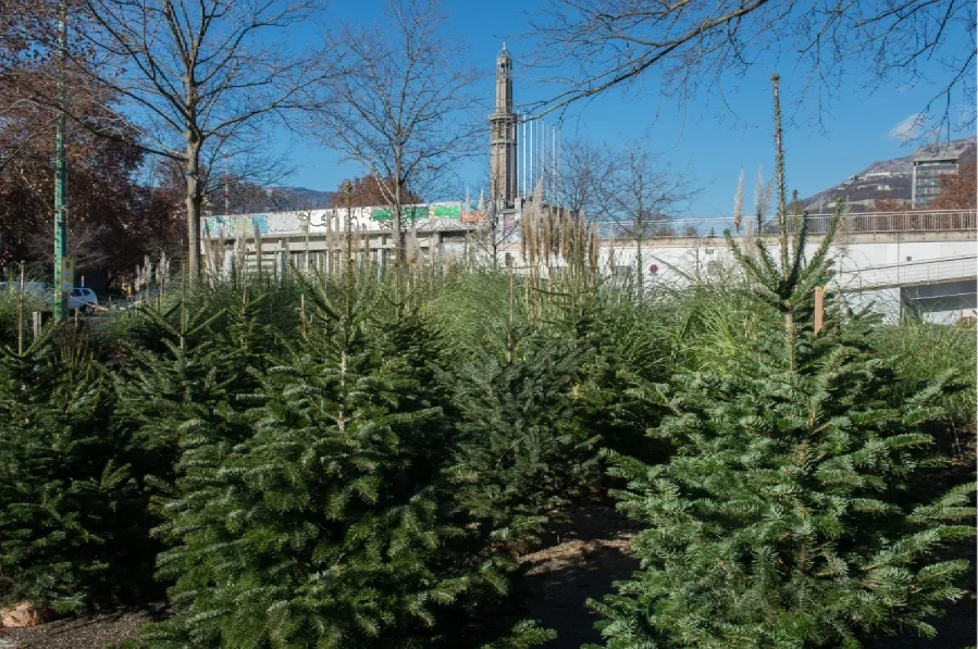 Photo de sapins à la vente alignés devant la tour Perret