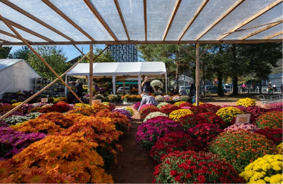 Photo de pots de chrysanthème en rangs d'oignons.