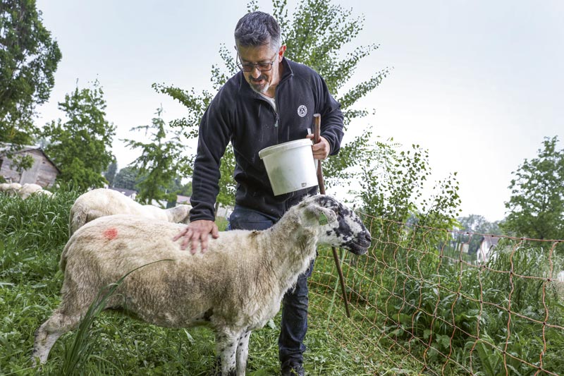 Le berger caresse une brebis.