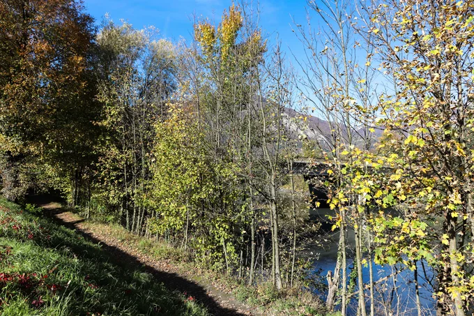 Photos d'arbres le long de l'Isère dans le parc des Berges