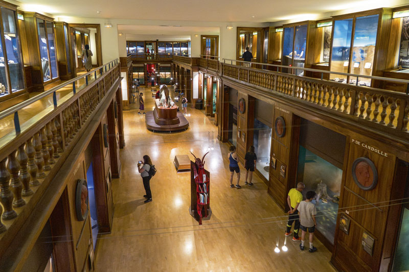 Le Muséum vu du 1er étage.