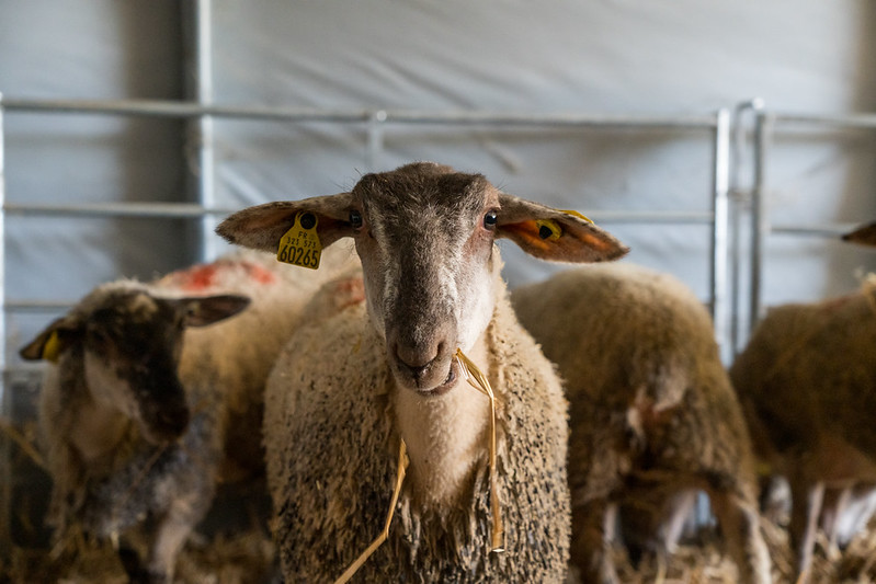 Portrait d'une brebis dans sa bergerie