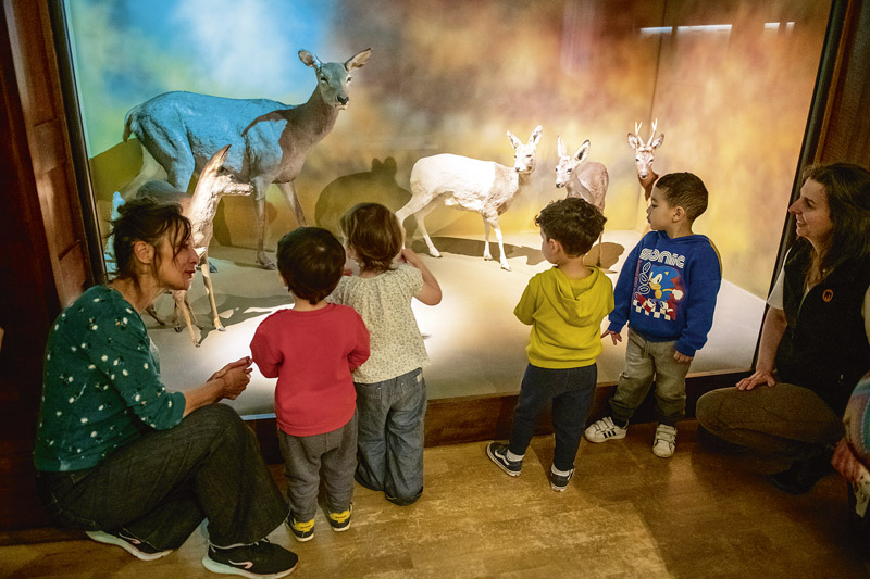 Des enfants regardent les specimens du Muséum.
