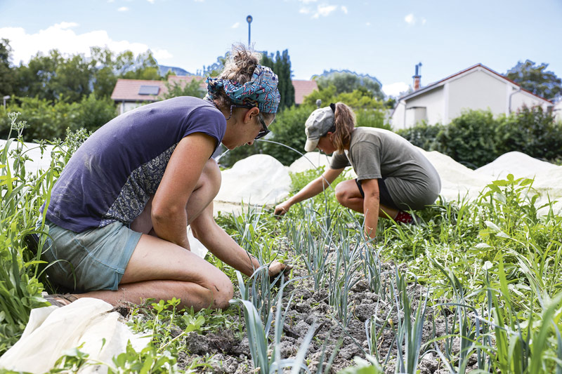 Les maraîchères désherbent leur plantation de poireaux.