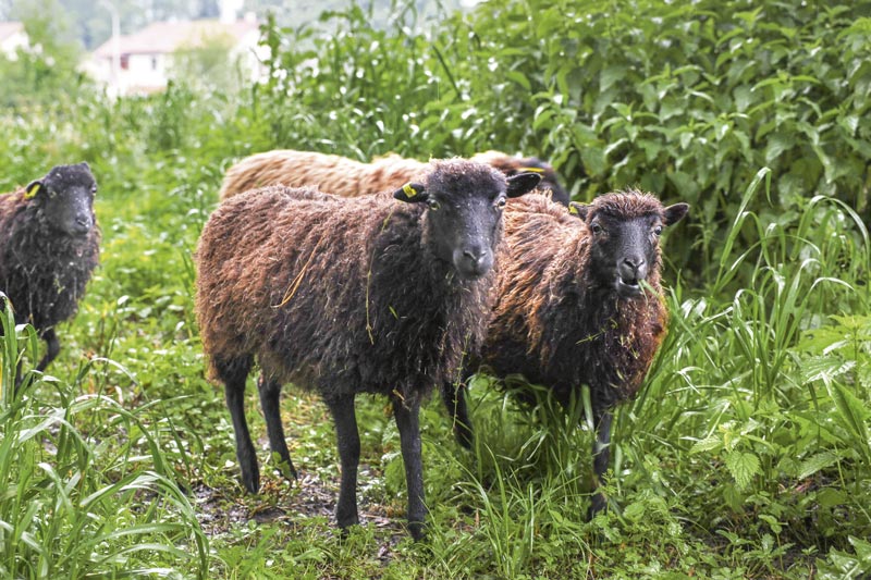 Les brebis Ouessant sont plus petites que les brebis Rava.