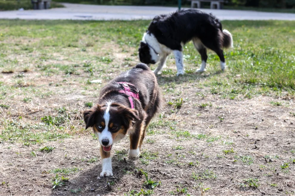 2 chiens se promènent dans l'herbe