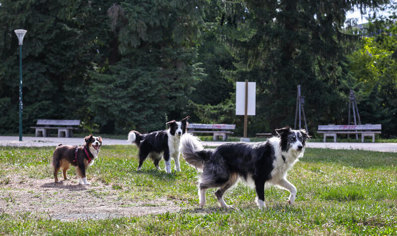 Trois chiens en liberté s'amusent dans un parc.