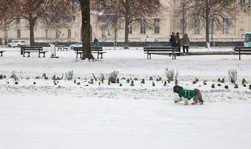 Un petit chien profite de sa promenade dans la neige.