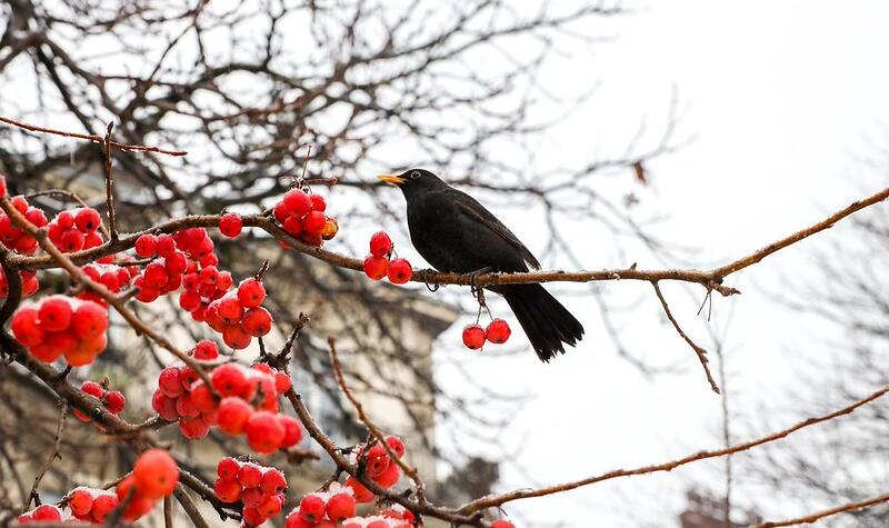 Un merle mange les fruits d'un arbre légèrement recouvert de neige.