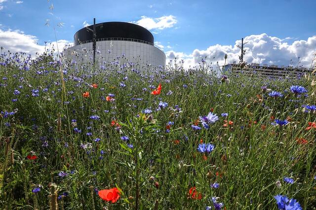 Photo d'un champs de fleurs devant la maison de la culture