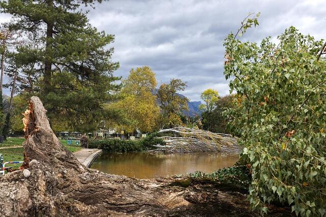 Deux grands arbres sont couchés dans le bassin du parc.