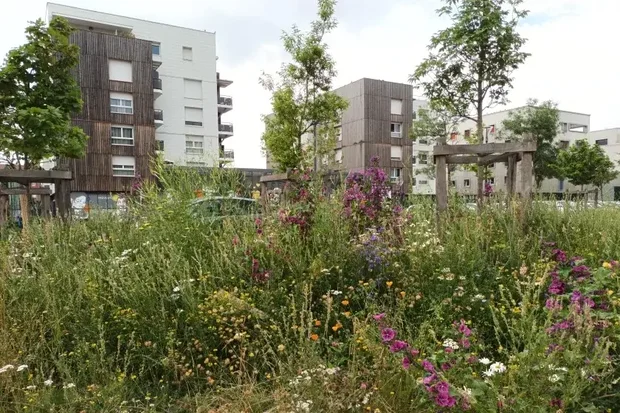 Une zone de fleurs sauvage devant des immeubles du quartier Mistral à Grenoble.