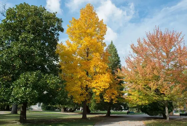 Les arbres du parc du Muséum ont revêtu leurs couleurs d'automne.