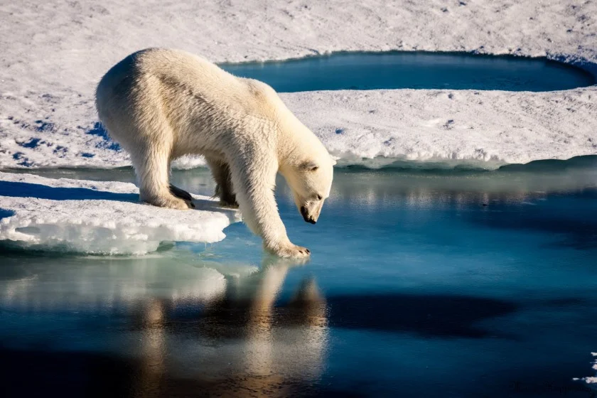 Un ours polaire s'apprête à pénétrer dans l'eau dans un environnement de banquise.