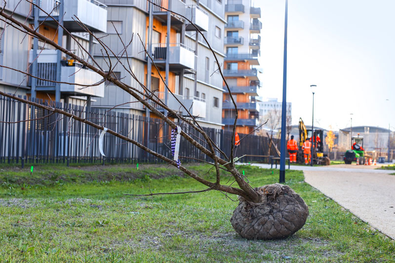 Un arbre attend d'être planté.