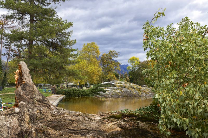 Deux arbres sont couchés dans le plan d'eau du parc Bachelard.